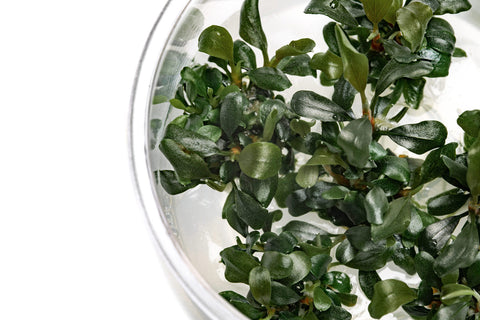 Bucephalandra Pygmy Tissue Culture - Glass Aqua