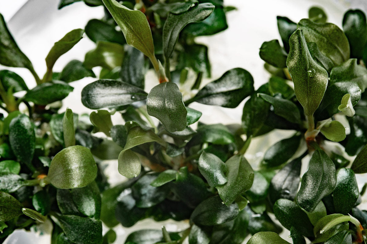 Bucephalandra Pygmy Tissue Culture - Glass Aqua