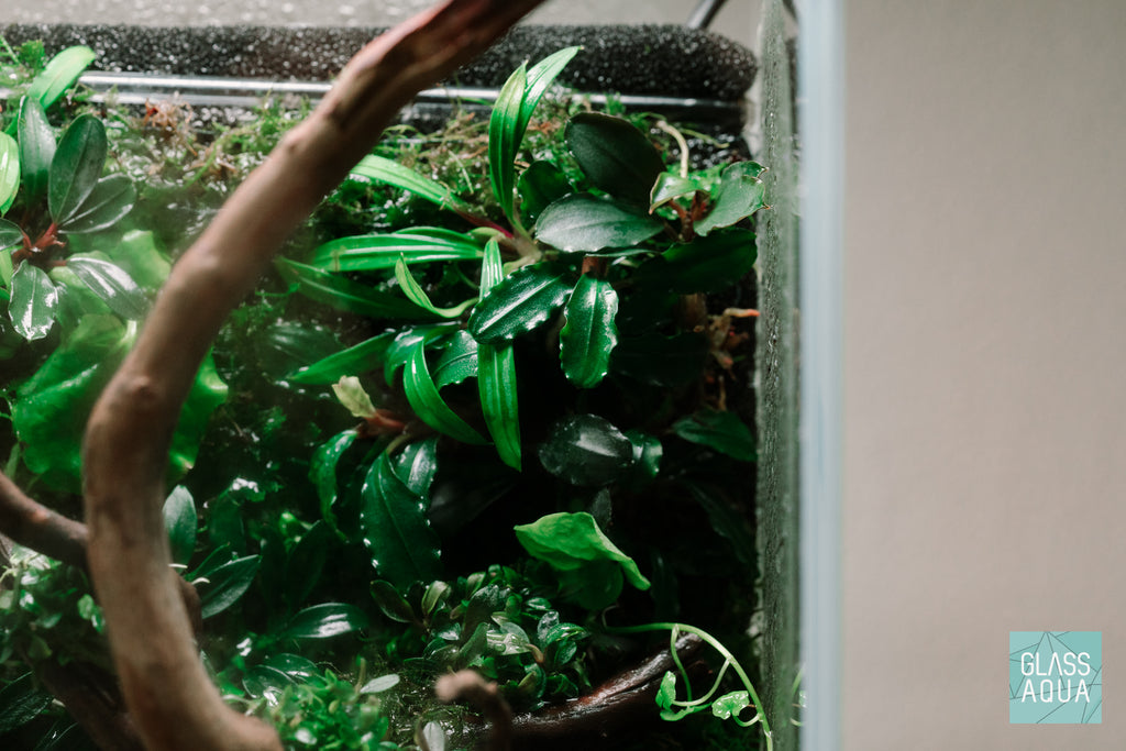 Bucephalandra Red Blade Rare Bucephalandra Aquarium Plant
