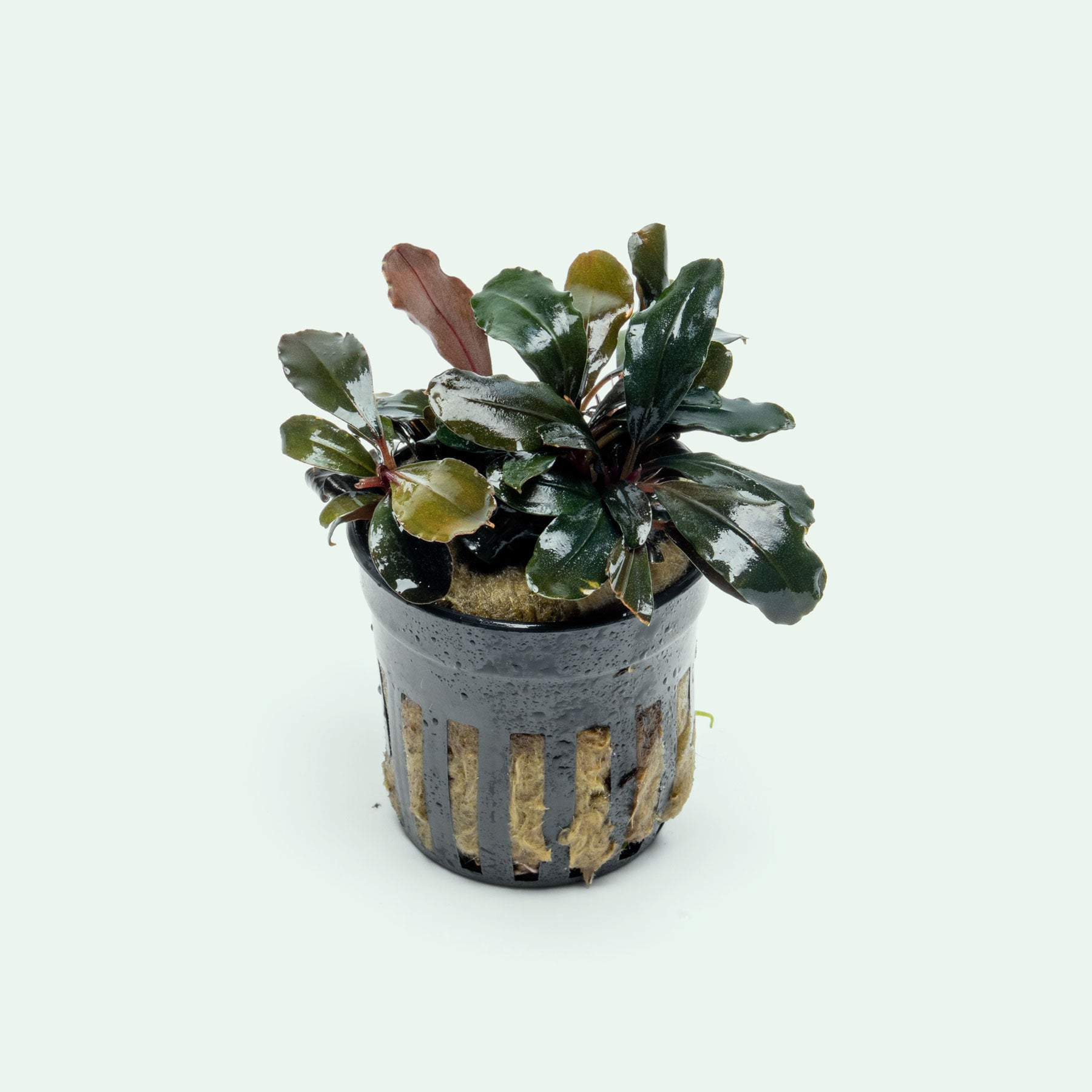 Live potted Bucephalandra Red Central aquatic plant