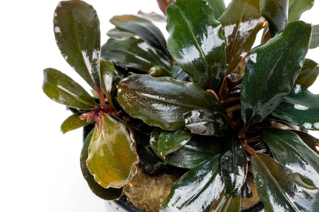 Overhead view of Bucephalandra Red Central showing leaf color, texture and shape