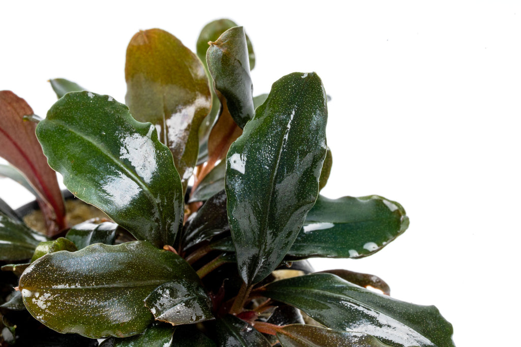 Close-up photo of Bucephalandra Red Central foliage