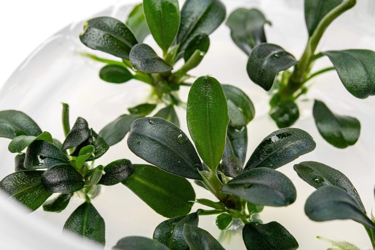 Bucephalandra Brownie Phoenix - Live Buce | Glass Aqua