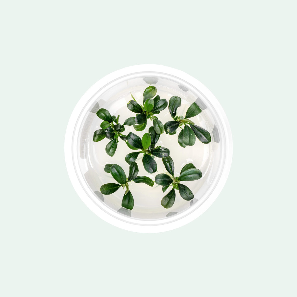 Bucephalandra Brownie Phoenix - Live Buce | Glass Aqua