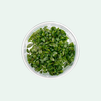 Bucephalandra Sanggau Mini Wavy | Rare Buce Tissue Culture - Glass Aqua