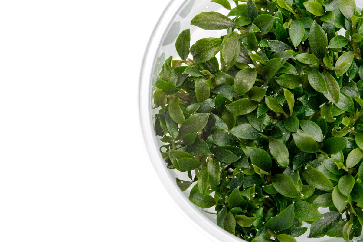 Bucephalandra Sanggau Mini Wavy | Rare Buce Tissue Culture - Glass Aqua