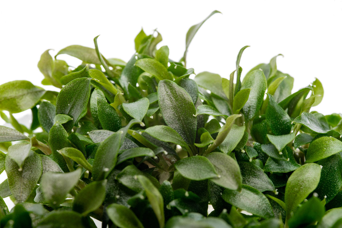Bucephalandra Sanggau Mini Wavy | Rare Buce Tissue Culture - Glass Aqua