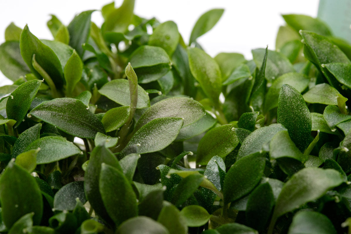 Bucephalandra Sanggau Mini Wavy | Rare Buce Tissue Culture - Glass Aqua
