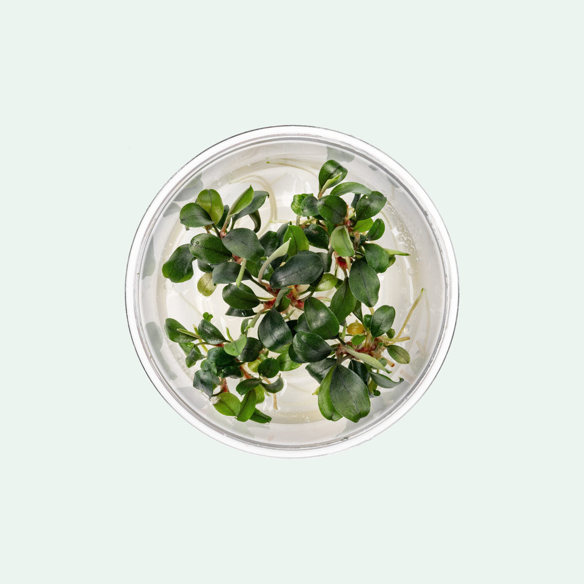 Small leafed bucephalandra aquarium plant for planted tanks and aquascaping