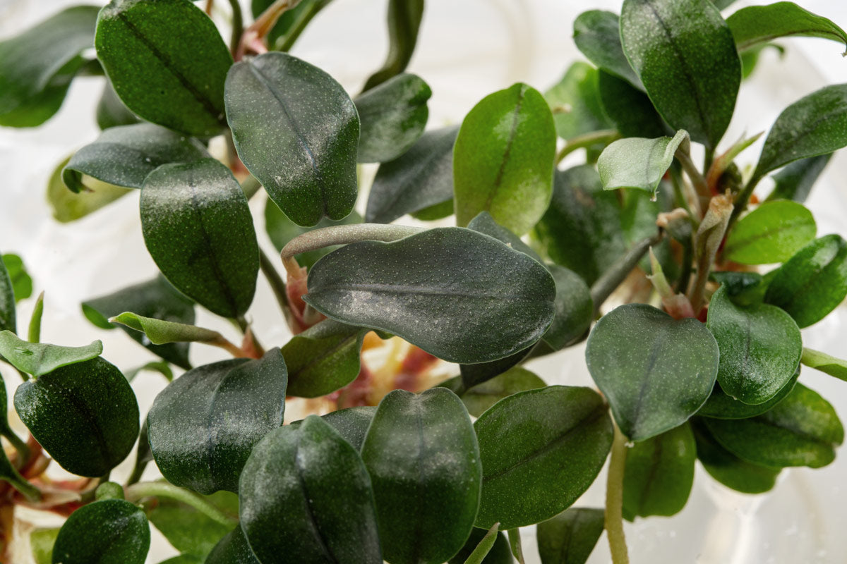 Small leafed bucephalandra aquarium plant for planted tanks and aquascaping