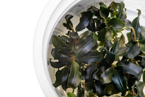 Hardy bucephalandra aquarium epiphyte with ruffled, greenish blue leaves.