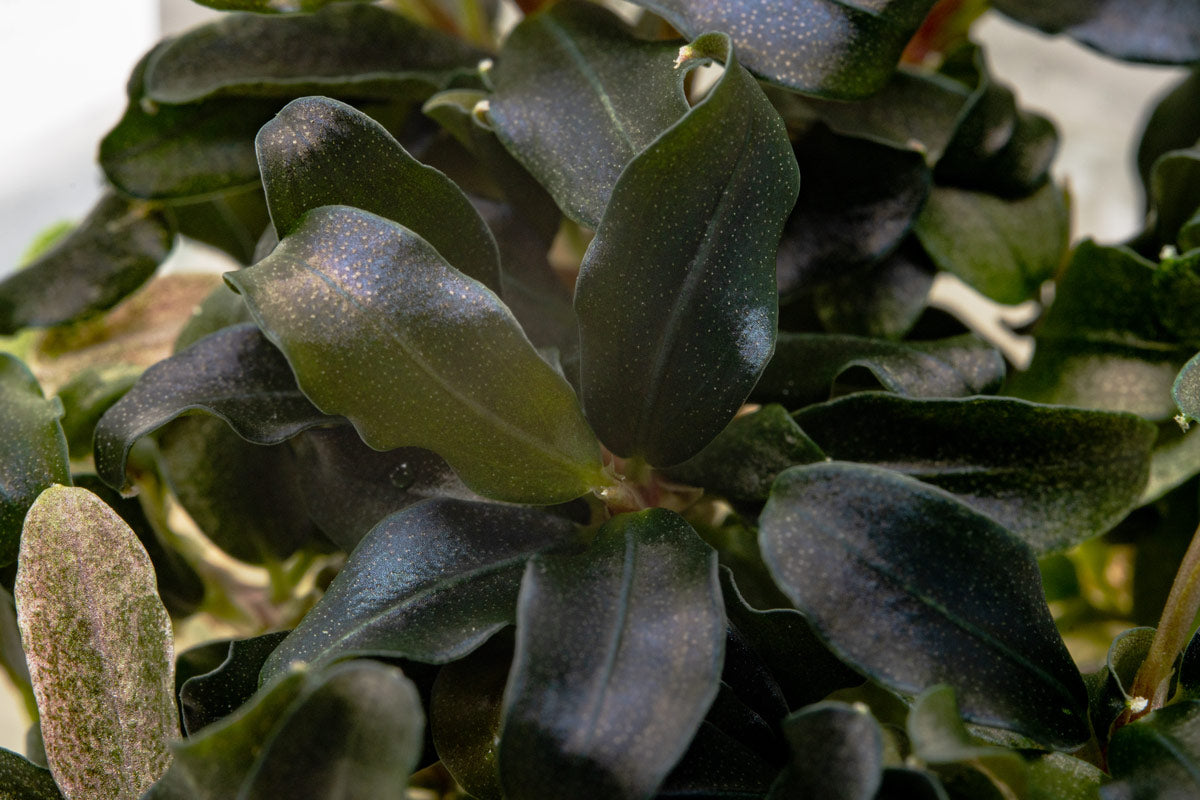 Hardy bucephalandra aquarium epiphyte with ruffled, greenish blue leaves.