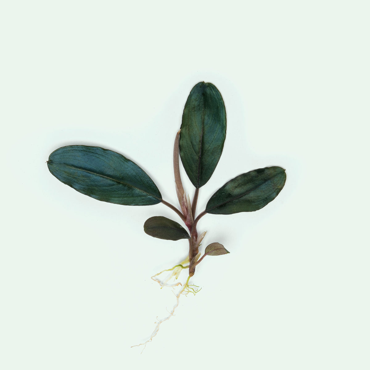 Bucephalandra Shine Blue live buce for planted aquariums