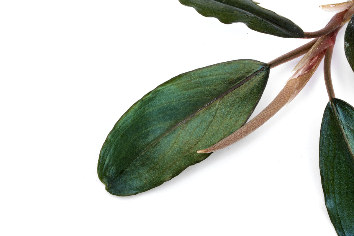 Close-up photo of Bucephalandra Shine Blue live buce for planted aquariums