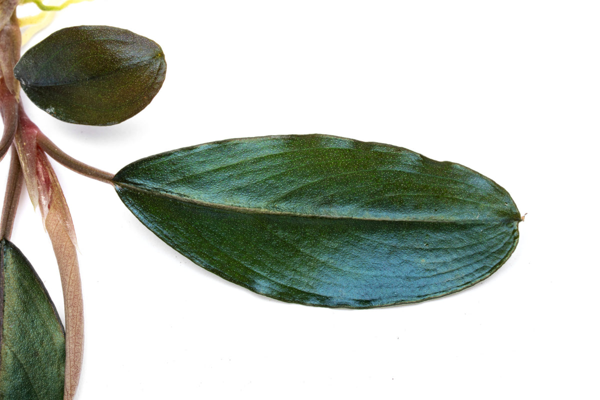Close-up photo of Bucephalandra Shine Blue showing blue-green color and leaf shape