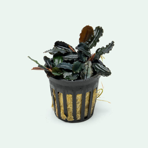 Live bucephalandra plant with dark ruffled leaves for planted aquariums
