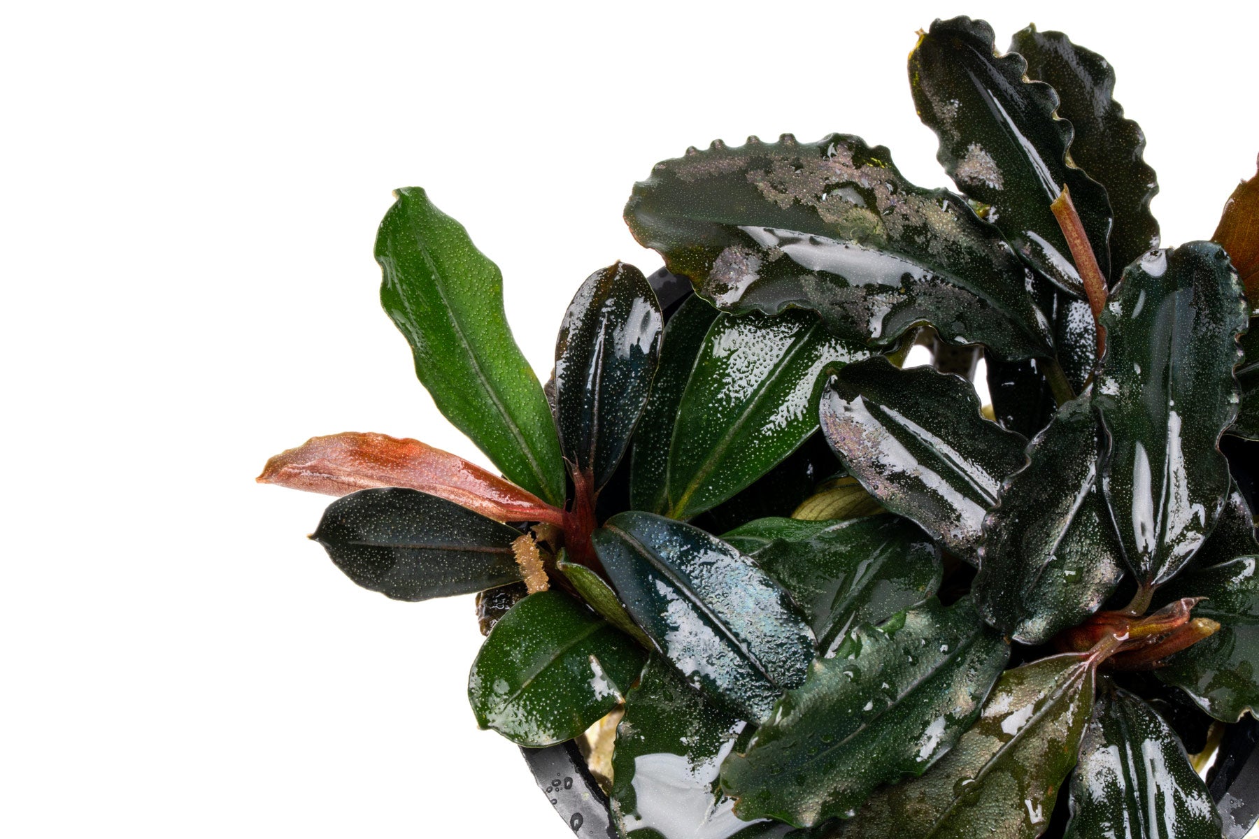 Bucephalandra Spathulifolia 'Neo' - Live Buce | Glass Aqua