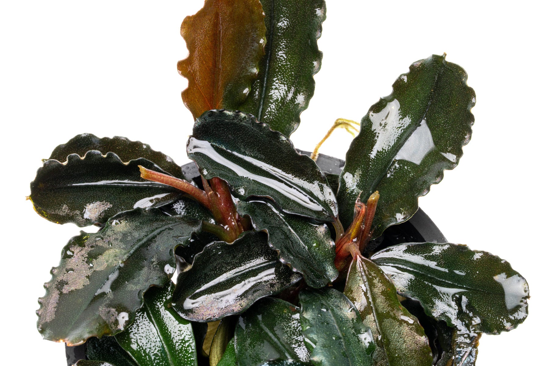 Bucephalandra Spathulifolia 'Neo' - Live Buce | Glass Aqua