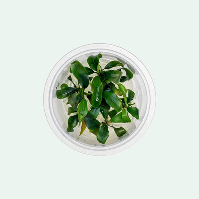 Bucephalandra Buce Green Wavy Easy Aquarium Plant for Planted Tank