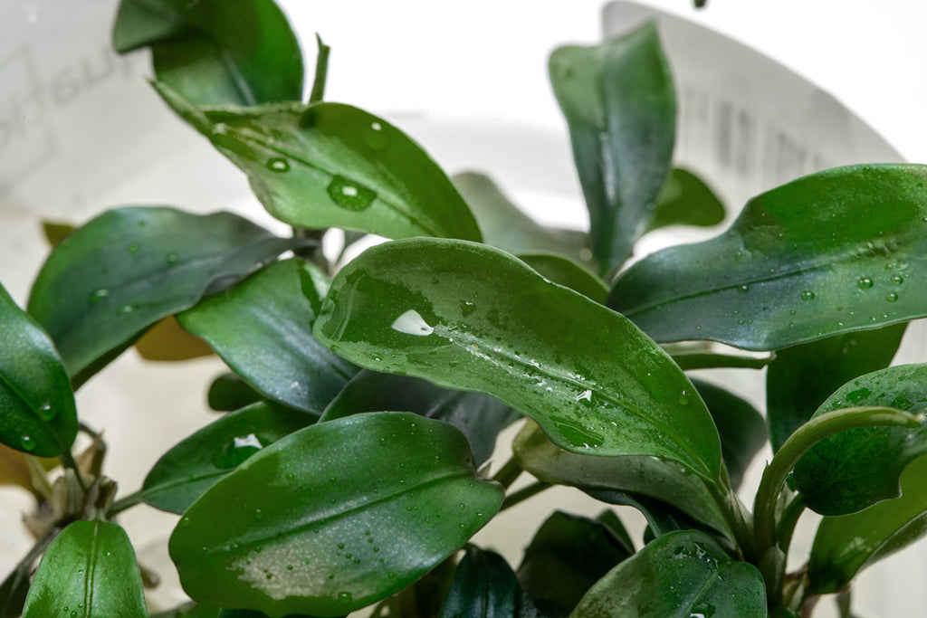 Bucephalandra Buce Green Wavy Easy Aquarium Plant for Planted Tank