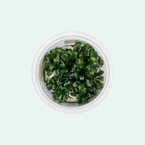 Bucephalandra sp. Sekadau Bukit Betung | Shop Rare Buce - Glass Aqua