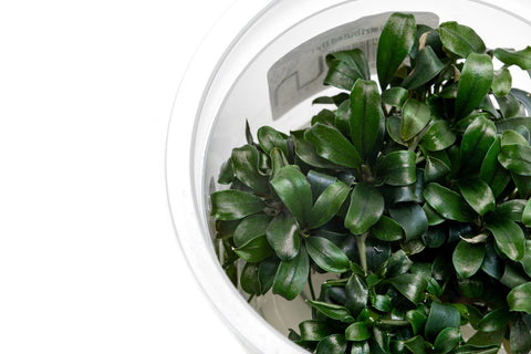 Bucephalandra sp. Sekadau Bukit Betung | Shop Rare Buce - Glass Aqua
