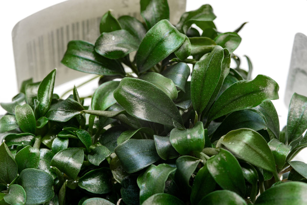 Bucephalandra sp. Sekadau Bukit Betung | Shop Rare Buce - Glass Aqua