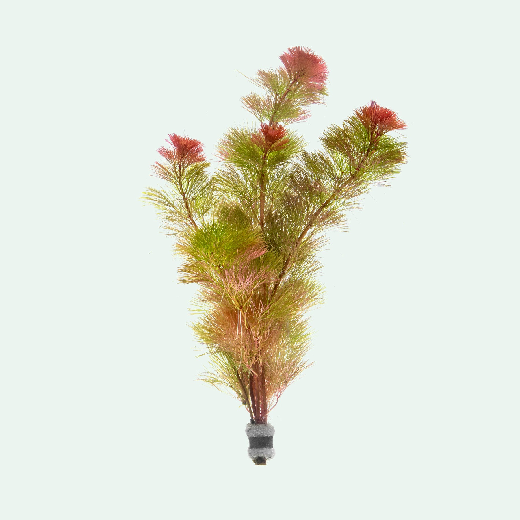 Cabomba Piauhyensis Red - Glass Aqua