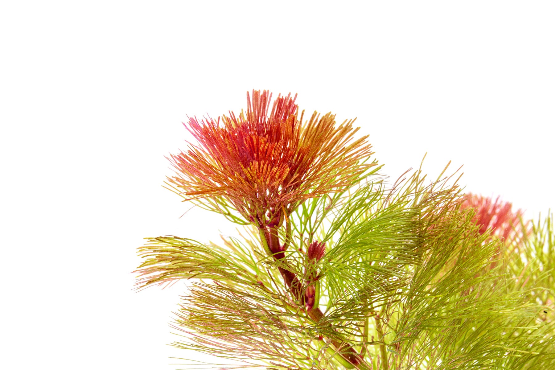 Cabomba Piauhyensis Red - Glass Aqua