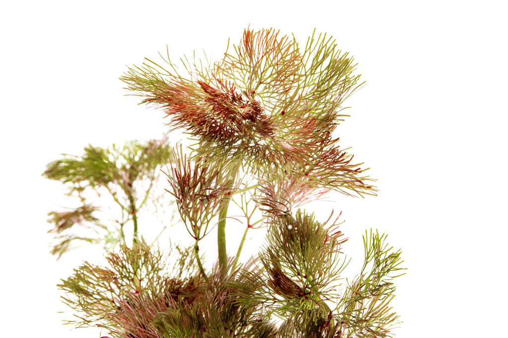 Cabomba Piauhyensis Red - Glass Aqua