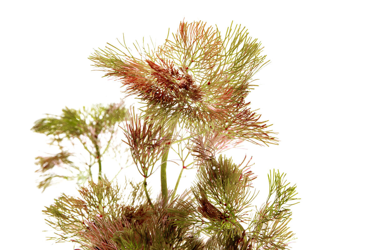 Cabomba Piauhyensis Red - Glass Aqua
