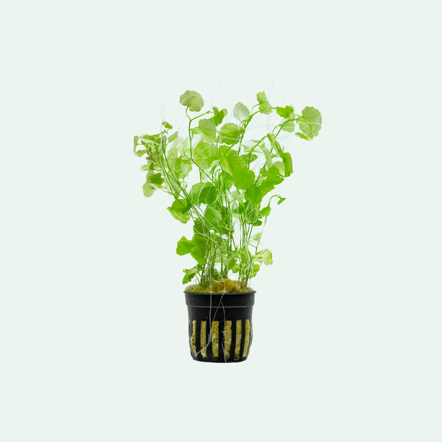 Cardamine Lyrata Aquatic Clover Lily Plant | Shop Plants - Glass Aqua