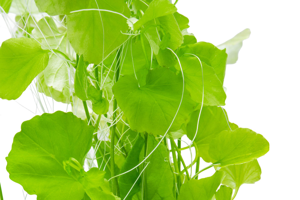 Cardamine Lyrata Aquatic Clover Lily Plant | Shop Plants - Glass Aqua