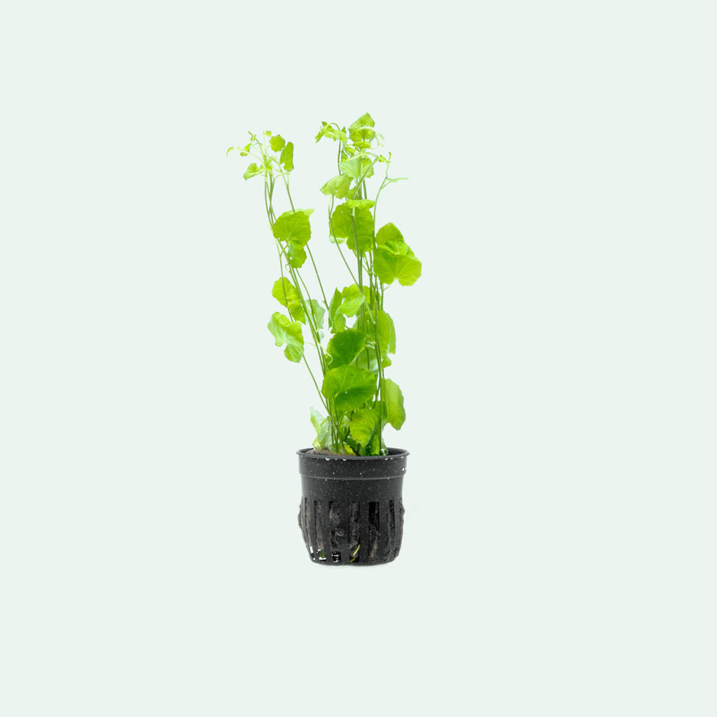 Cardamine Lyrata Aquatic Clover Lily Plant | Shop Plants - Glass Aqua