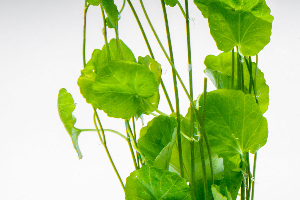 Cardamine Lyrata Aquatic Clover Lily Plant | Shop Plants - Glass Aqua
