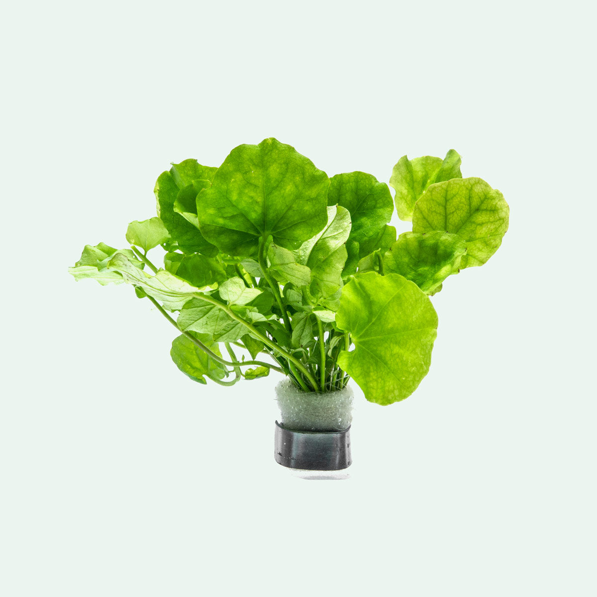 Cardamine Lyrata - Glass Aqua