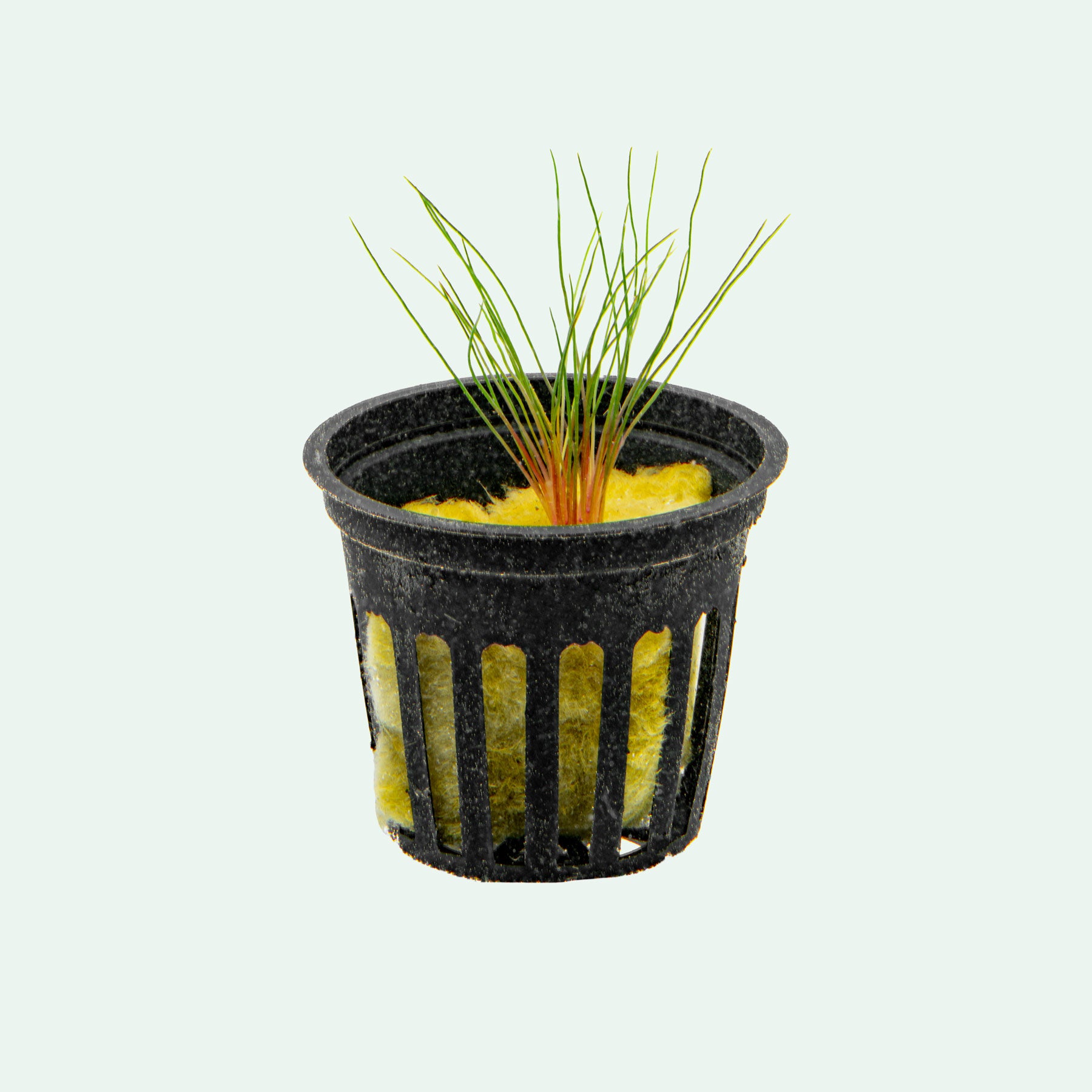 Centrolepis Drummondiana (Blood Vomit) | Glass Aqua