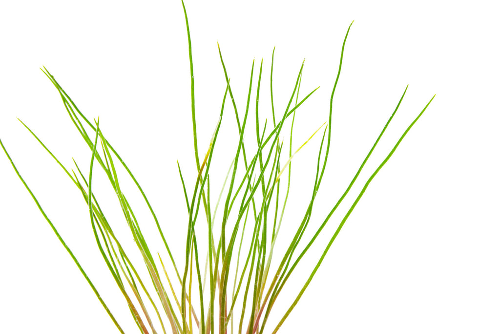 Centrolepis Drummondiana (Blood Vomit) - Glass Aqua