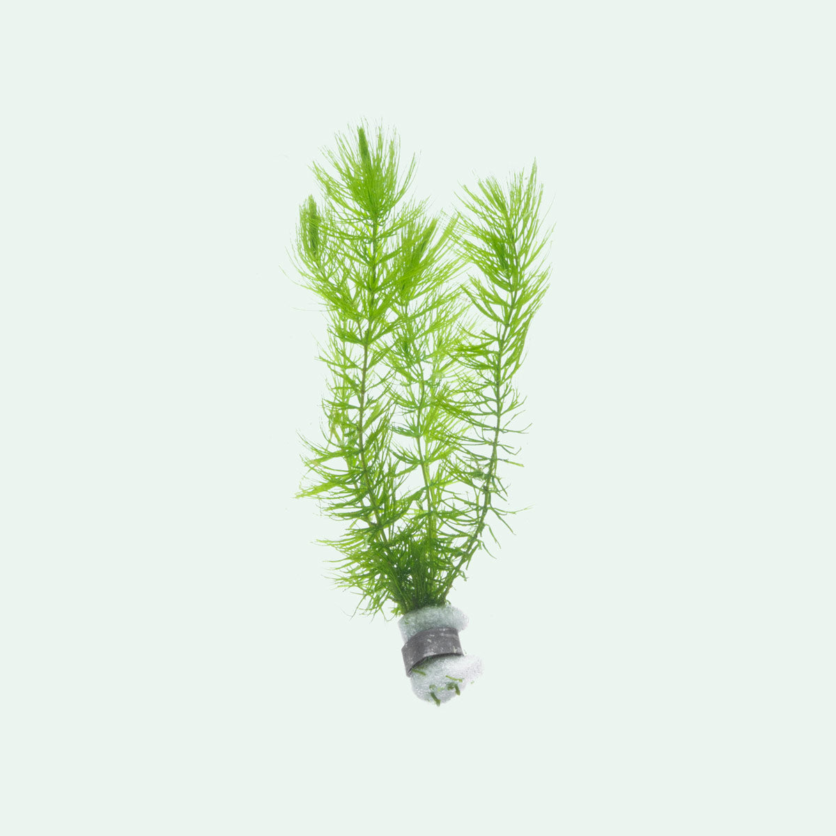Ceratophyllum Demersum, Hornwort | Live Aquarium Plants - Glass Aqua