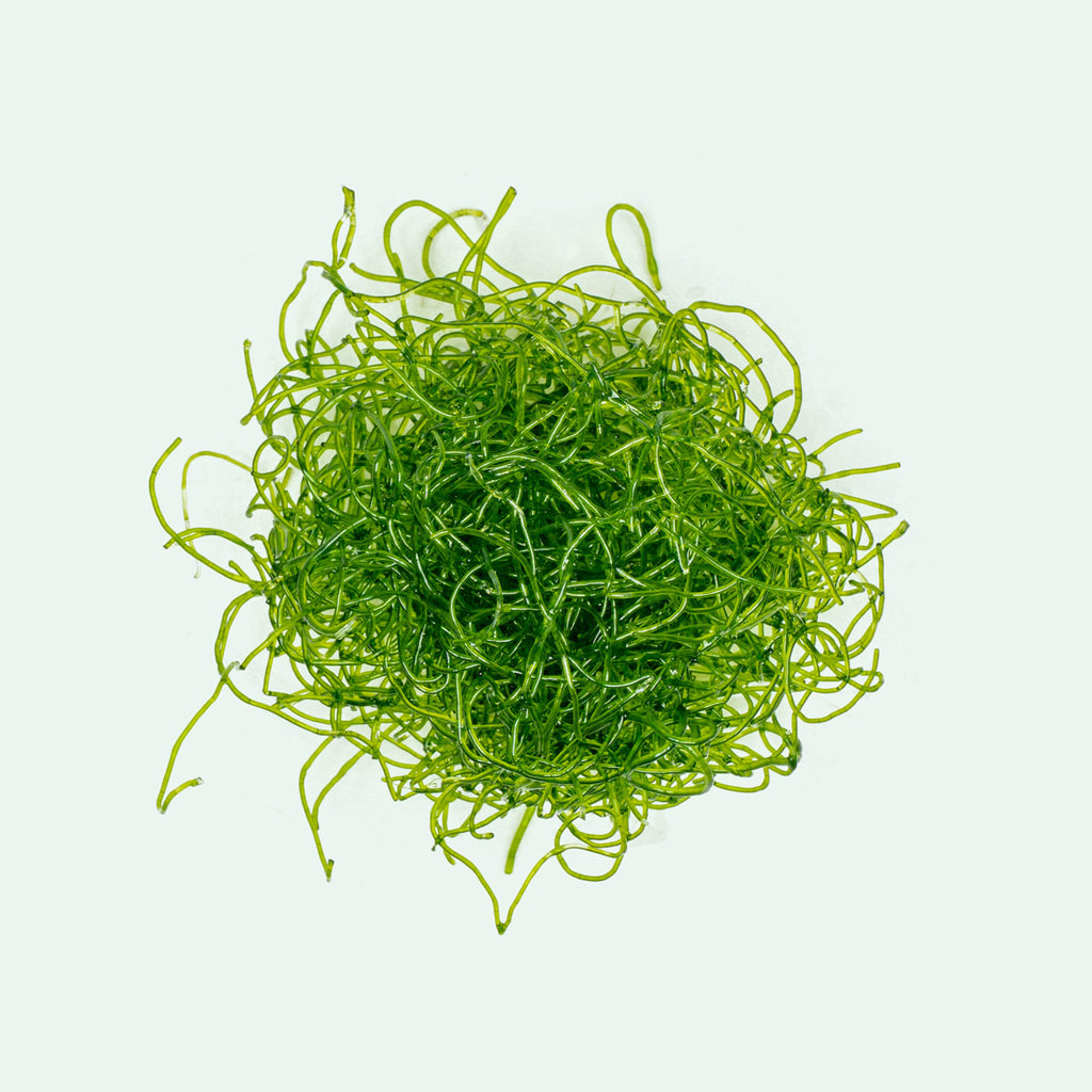 Chaetomorpha Macro Algae | Live Chaeto - Glass Aqua