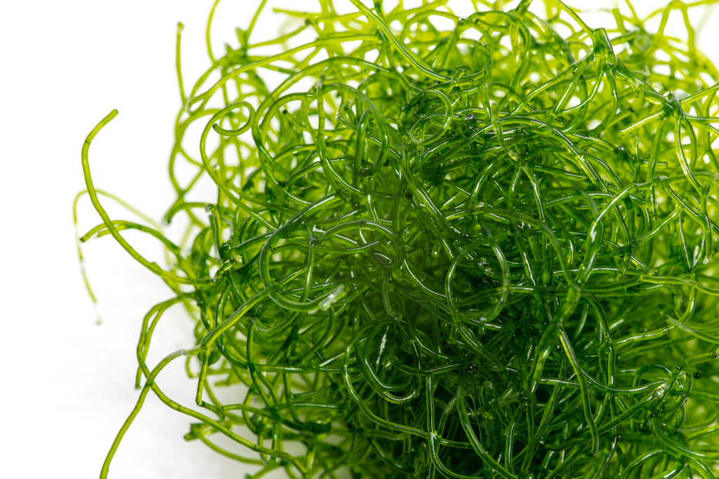 Chaetomorpha Macro Algae | Live Chaeto - Glass Aqua