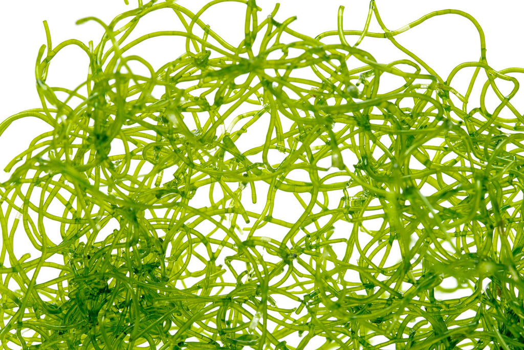 Chaetomorpha Macro Algae | Live Chaeto - Glass Aqua