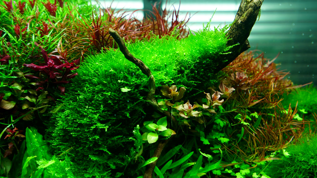 Chihiros Light Stand - A II Max Acrylic Legs - Glass Aqua