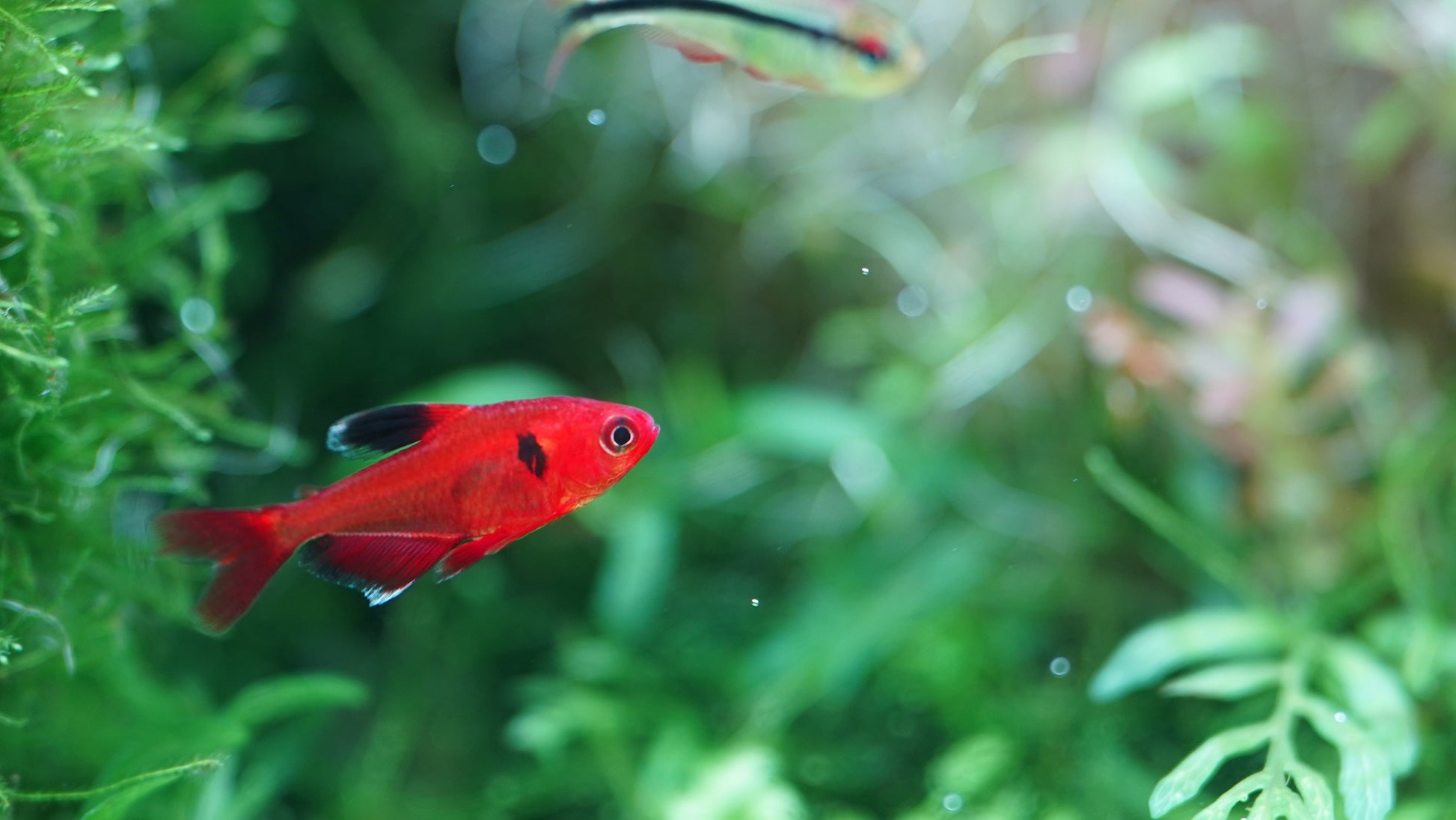 Chihiros LED Light - B Series - Glass Aqua