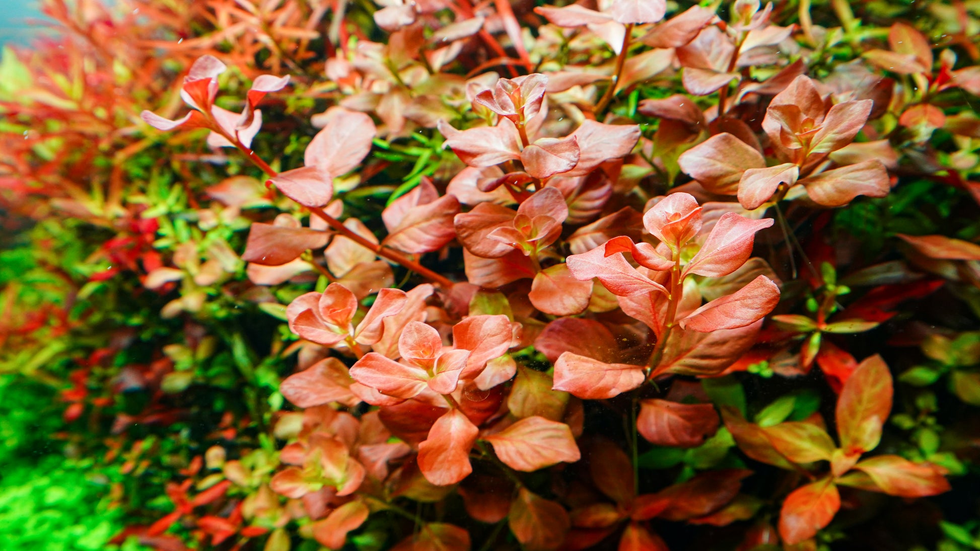 Chihiros LED Light - RGB Vivid Mini II 10th Edition - Glass Aqua