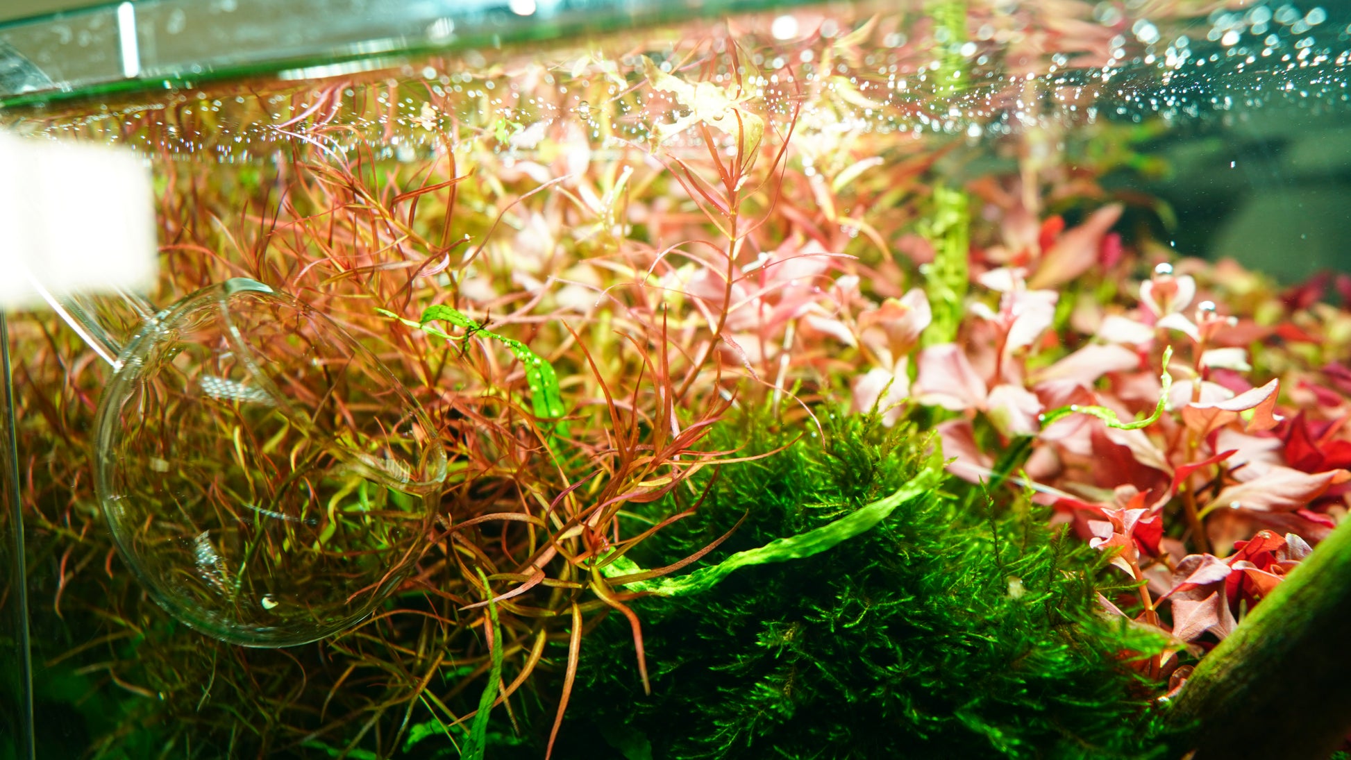 Chihiros LED Light - RGB Vivid Mini II 10th Edition - Glass Aqua