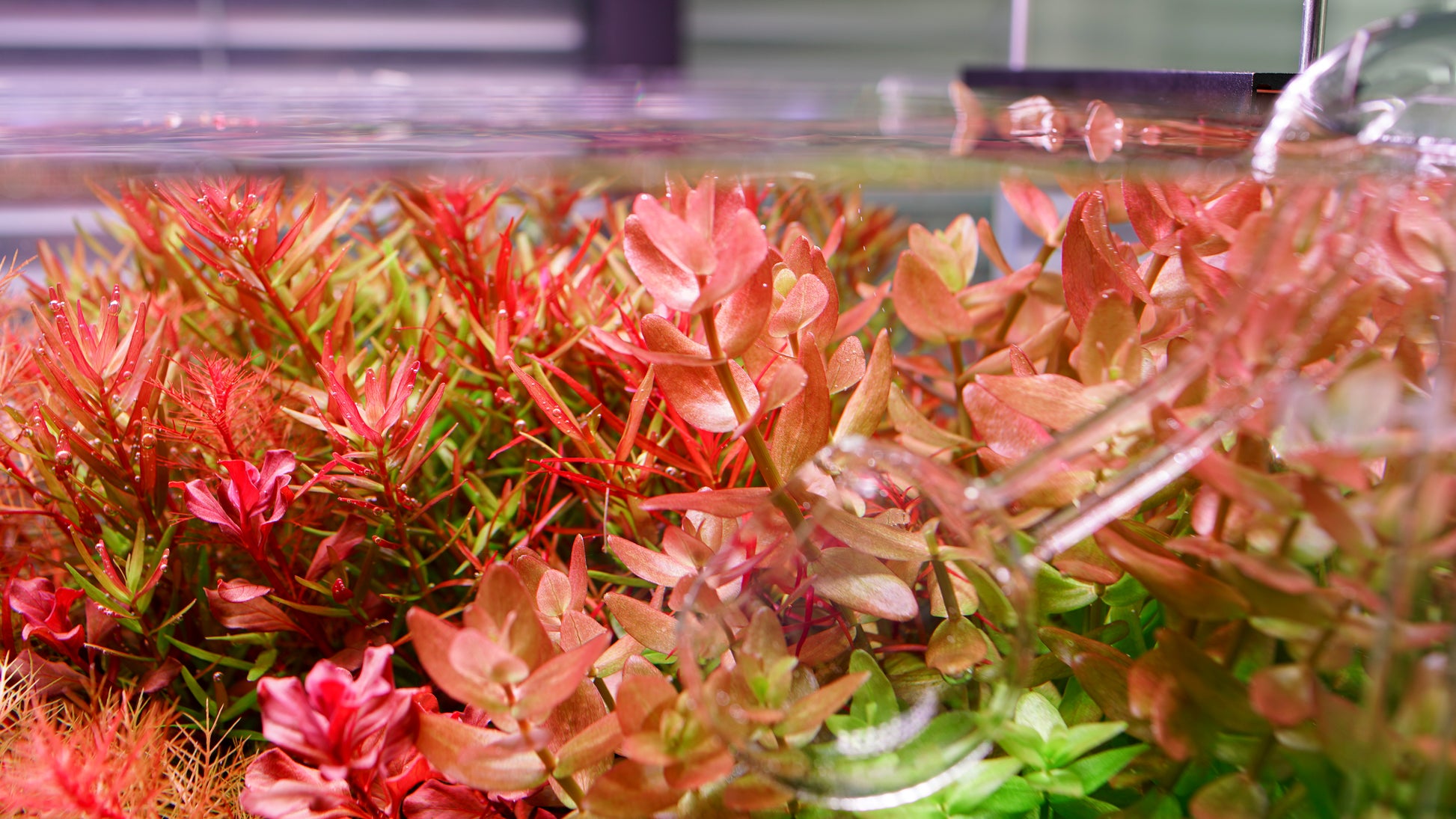 Chihiros LED Light - WRGB II Pro - Glass Aqua