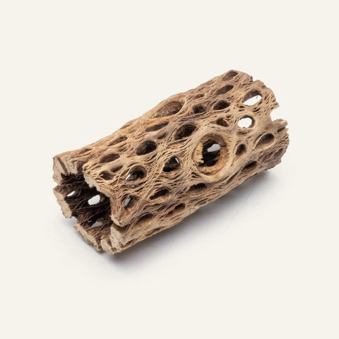 Cholla - Chain Fruit Driftwood - 4 Inch