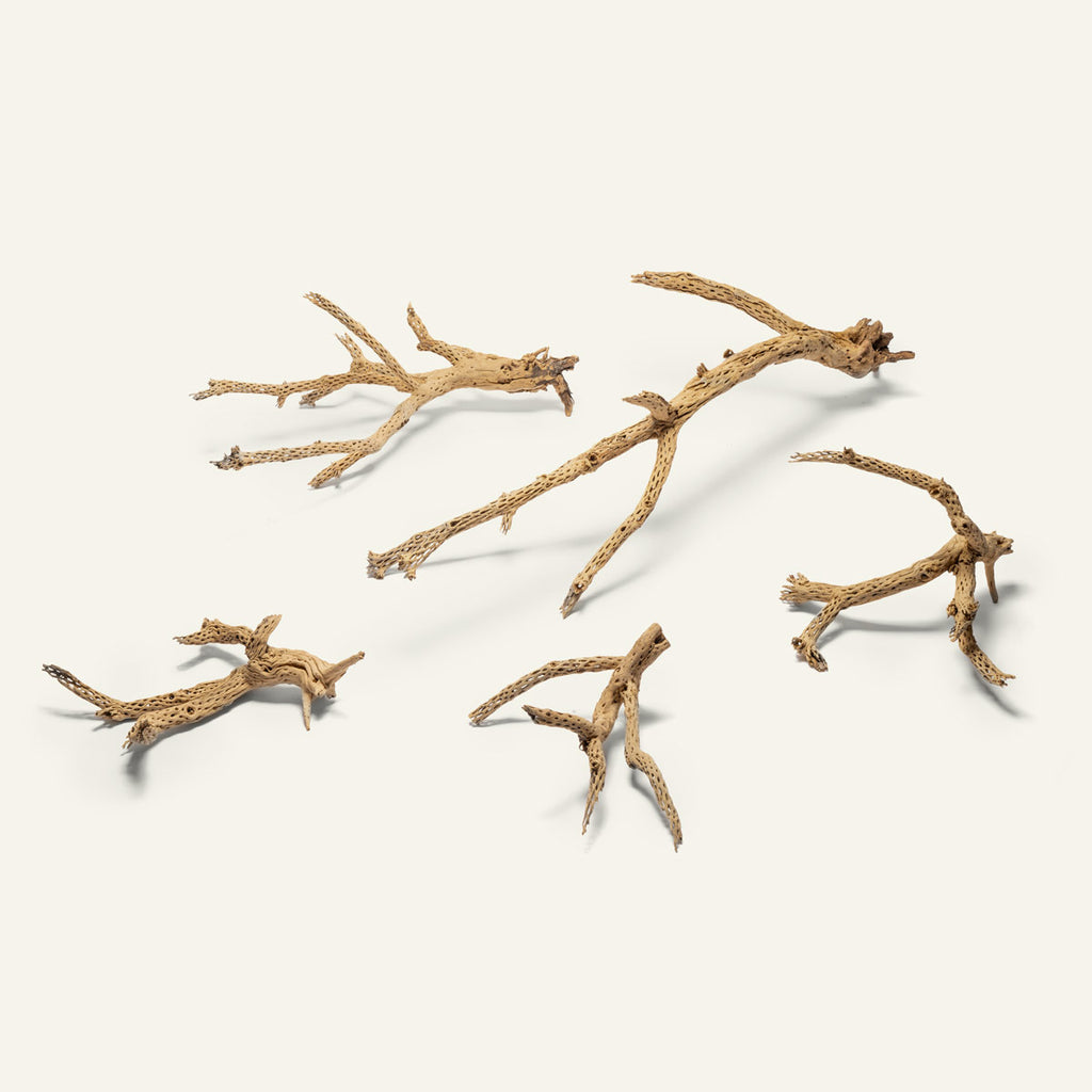 Cholla Wood Tree | Natural Driftwood - Glass Aqua