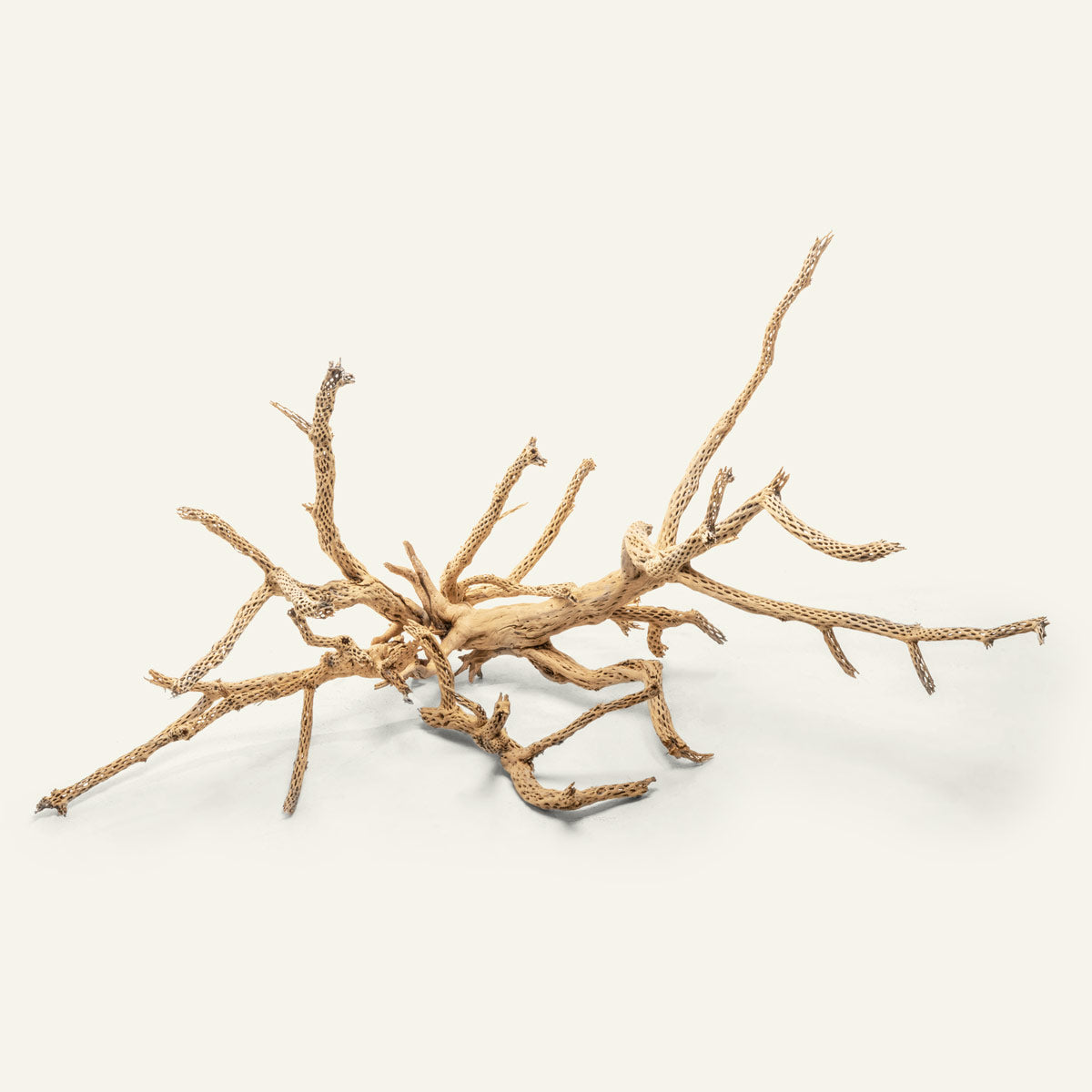 Cholla Wood Tree | Natural Driftwood - Glass Aqua